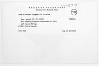Pycnoderma congestum image